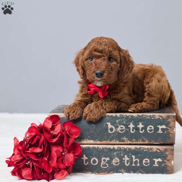 Cash, Miniature Poodle Puppy